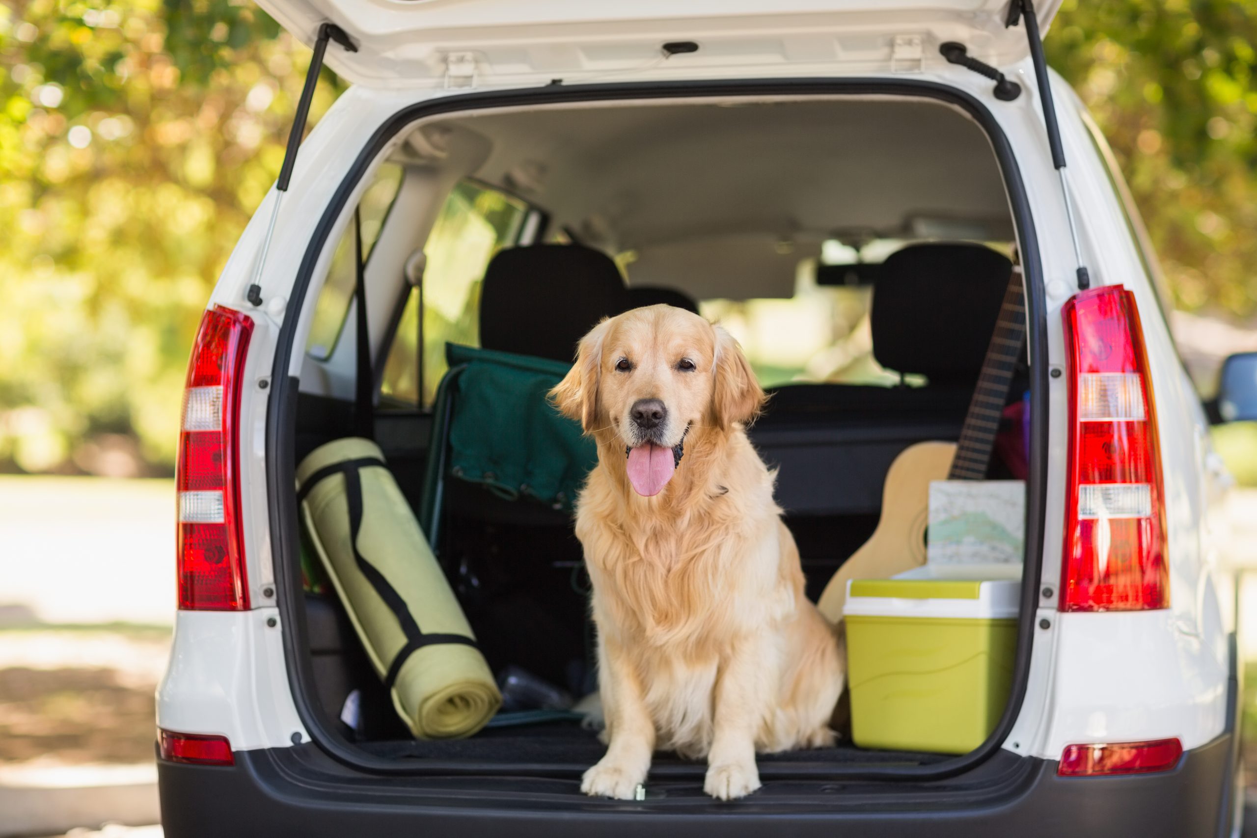 A golden retriever sitting in the back of a white SUV.