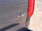 2022 Chevrolet Colorado 4WD Work Truck